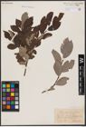 Foto von Salix aurita L. x Salix caprea L.